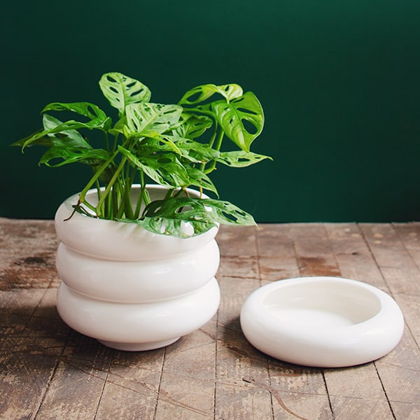 Matera Apis - Imagen 4